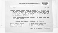 Uromyces rumicis image